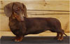 Click here for more detailed Dachshund breed information and available puppies, studs dogs, clubs and forums